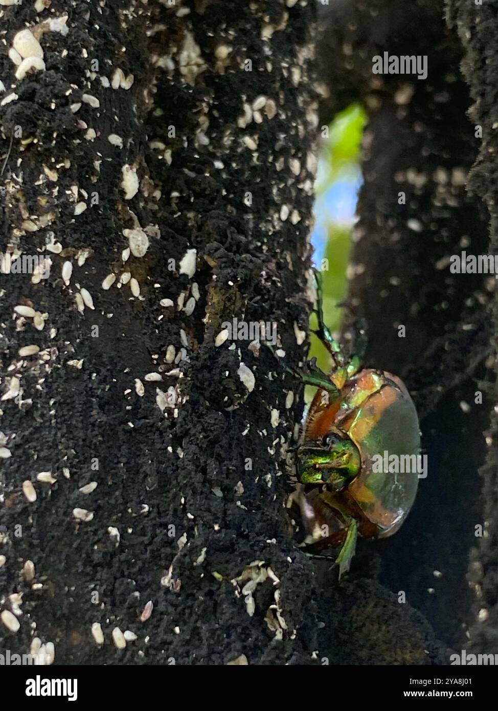 Common green june beetle cotinis nitida insecta stock photo alamy