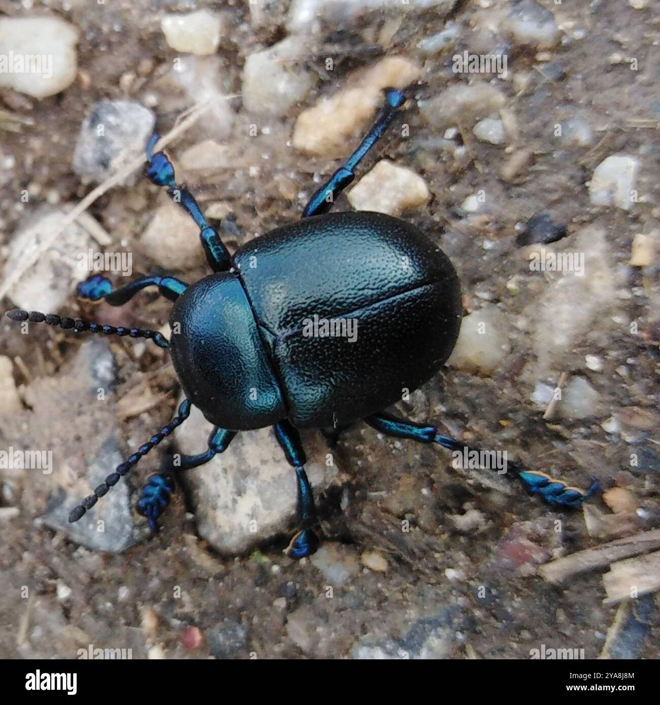 Bloody-nosed Beetle (Timarcha tenebricosa) Insecta Stock Photo - Alamy