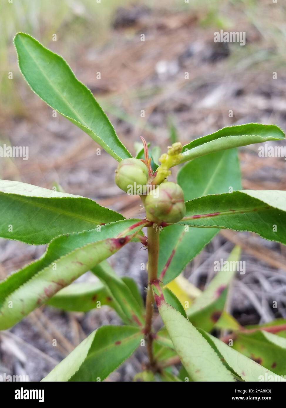 Queen's Delight (Stillingia sylvatica) Plantae Stock Photo - Alamy