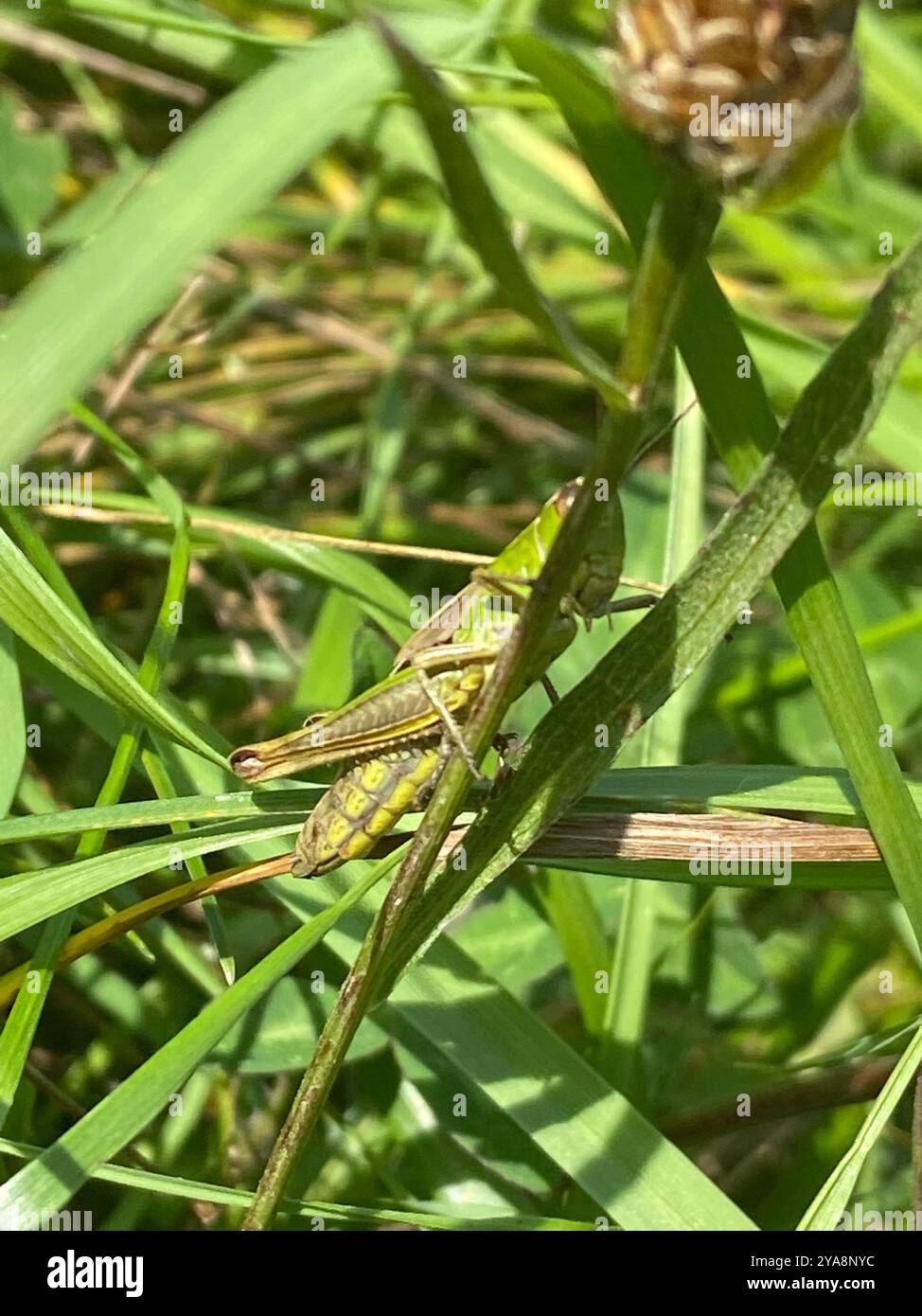 Meadow Grasshopper (Pseudochorthippus parallelus) Insecta Stock Photo ...