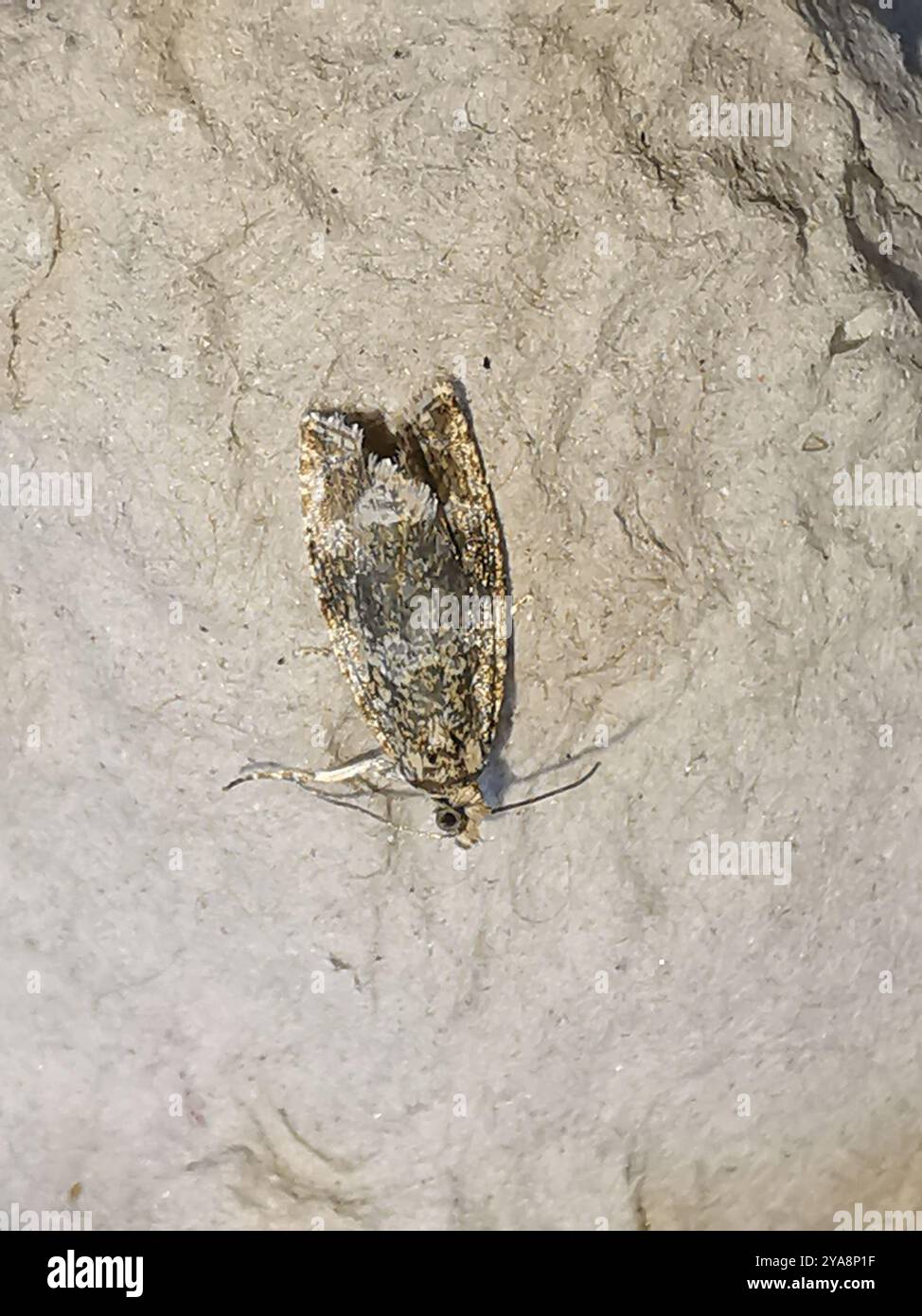 Common Marble (Syricoris lacunana) Insecta Stock Photo - Alamy
