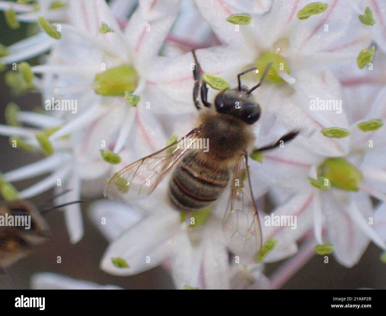 Western Honey Bee (Apis mellifera) Insecta Stock Photo - Alamy
