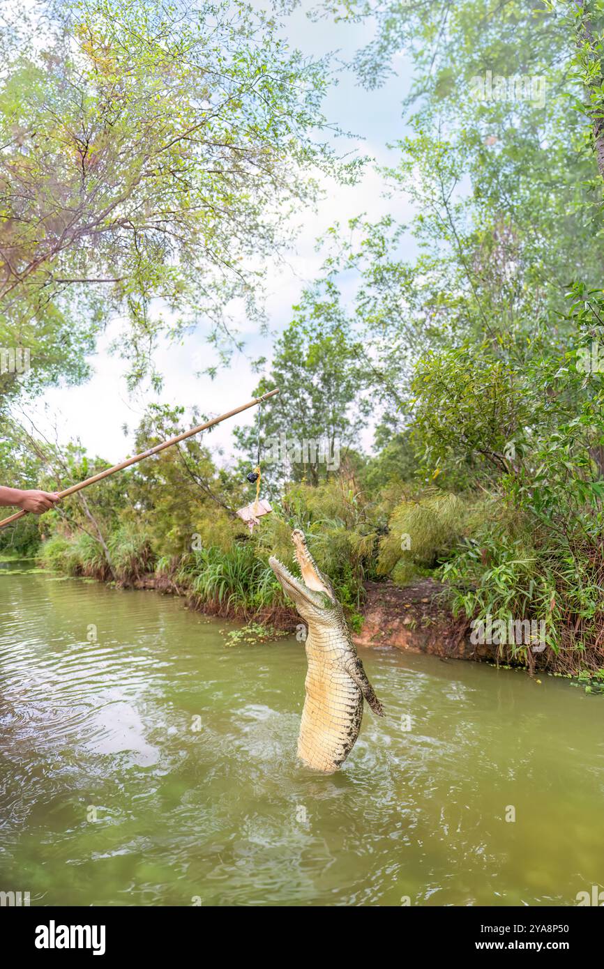 A jumping crocodile on the Adelaide River, Darwin, Australia. Stock Photo