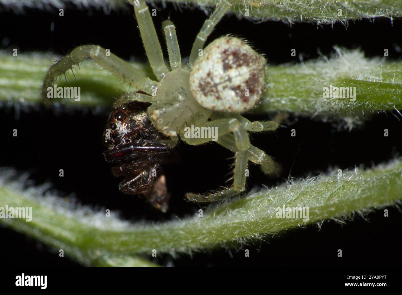 Crab Spiders (Thomisidae) Arachnida Stock Photo - Alamy