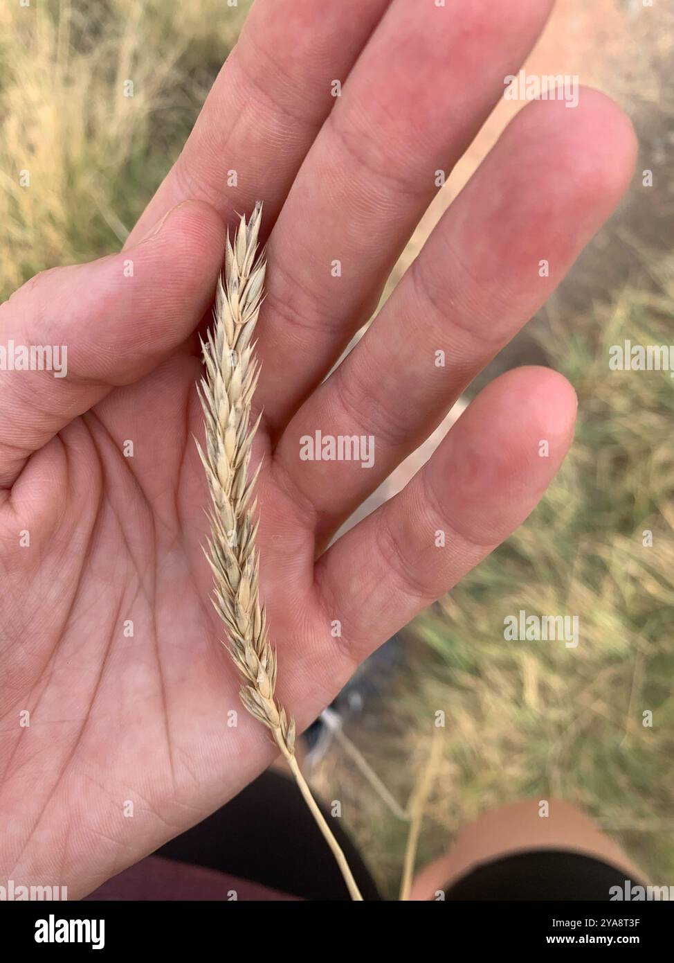 Psathyrostachys juncea hi-res stock photography and images - Alamy