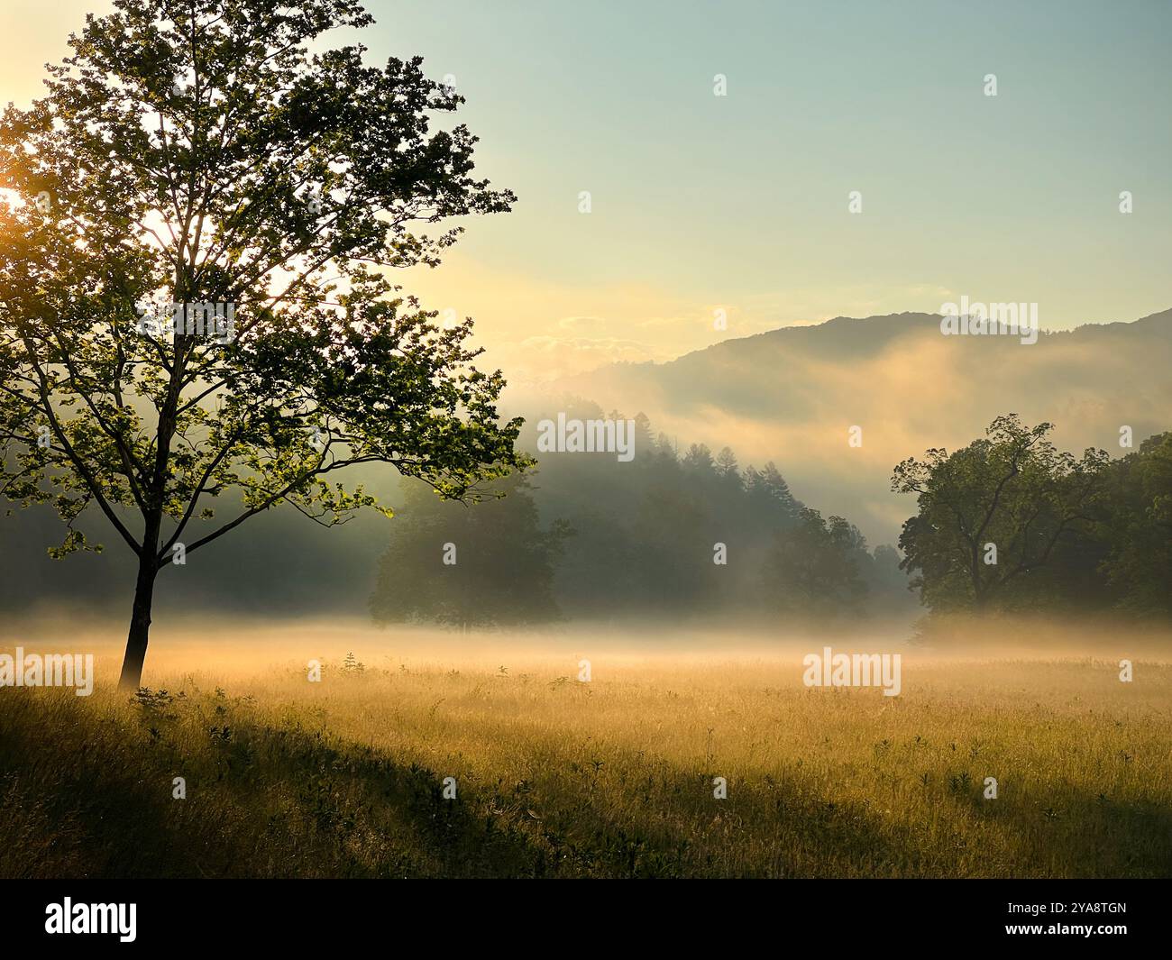 Cataloochee Valley Sunrise, Great Smoky Mountains, North Carolina - Smartphone Captured Stock Image