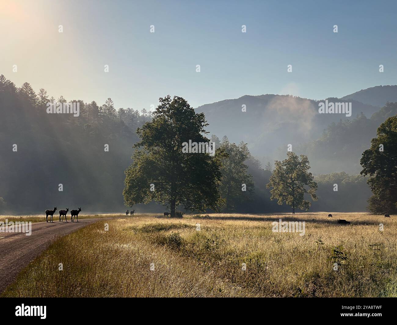 Elk on the Move, Cataloochee Valley, North Carolina, USA - Smartphone Captured Stock Image