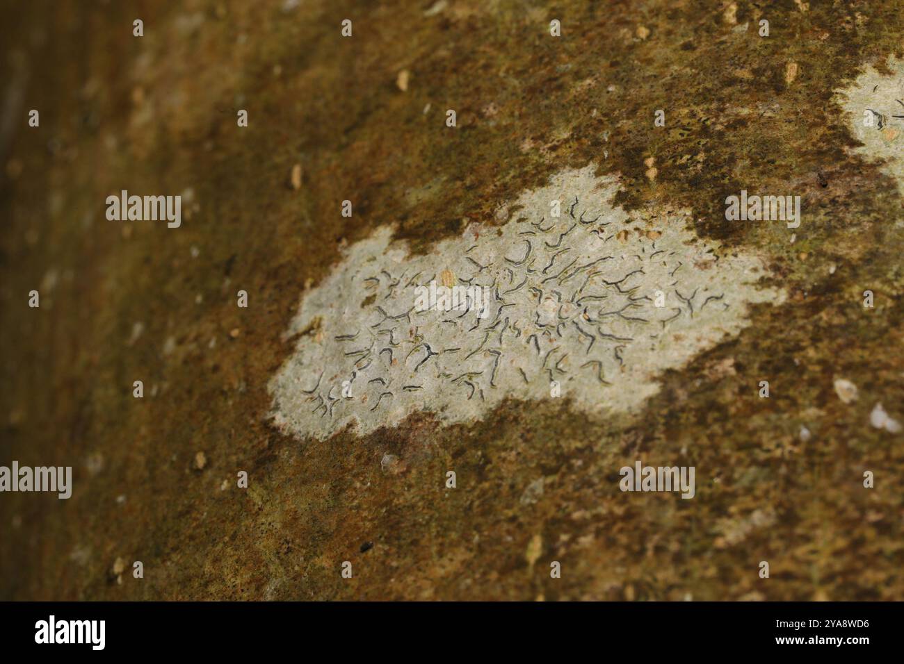 Script Lichen Common Script Lichen (Graphis scripta) Fungi Stock Photo - Alamy