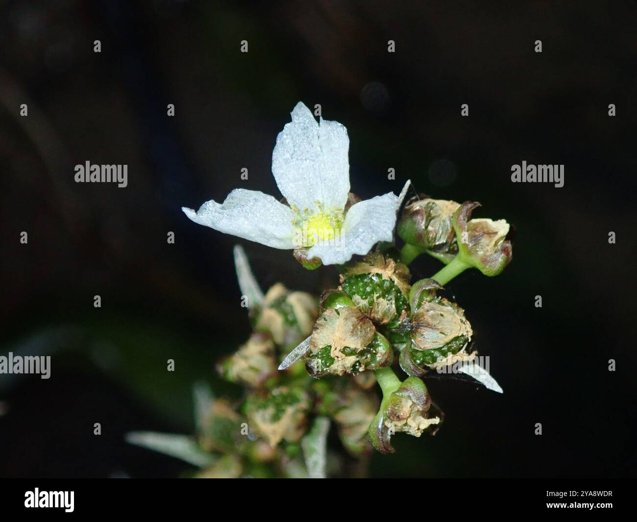 burheads and sword plants (Echinodorus) Plantae Stock Photo - Alamy