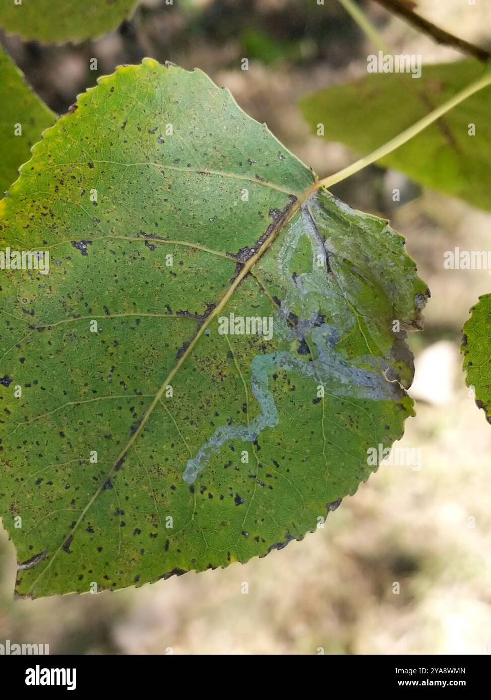 Aspen Serpentine Leafminer Moth (Phyllocnistis populiella) Insecta ...