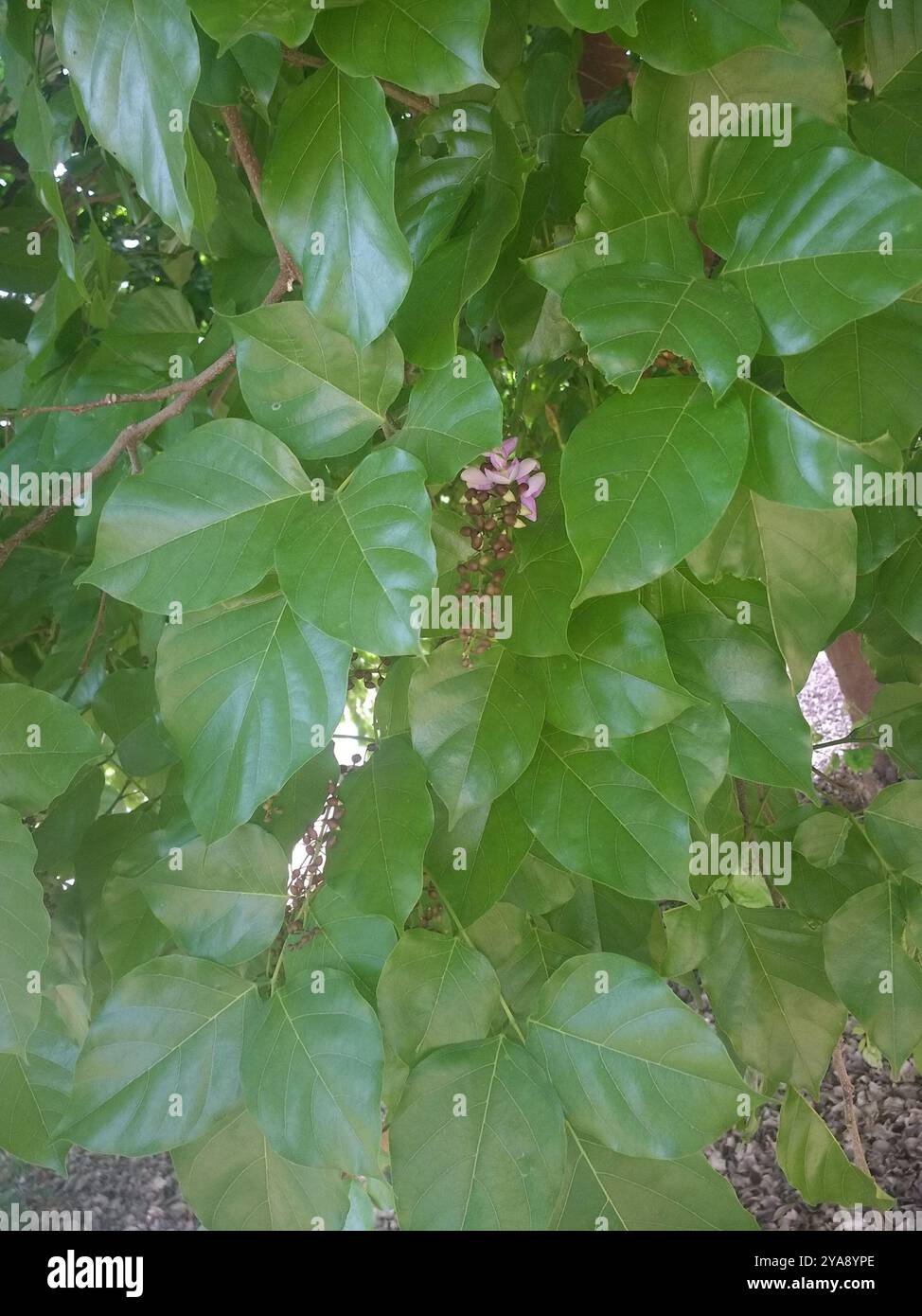 Beech Tree India Indian beech tree (Millettia pinnata) Plantae Stock Photo - Alamy