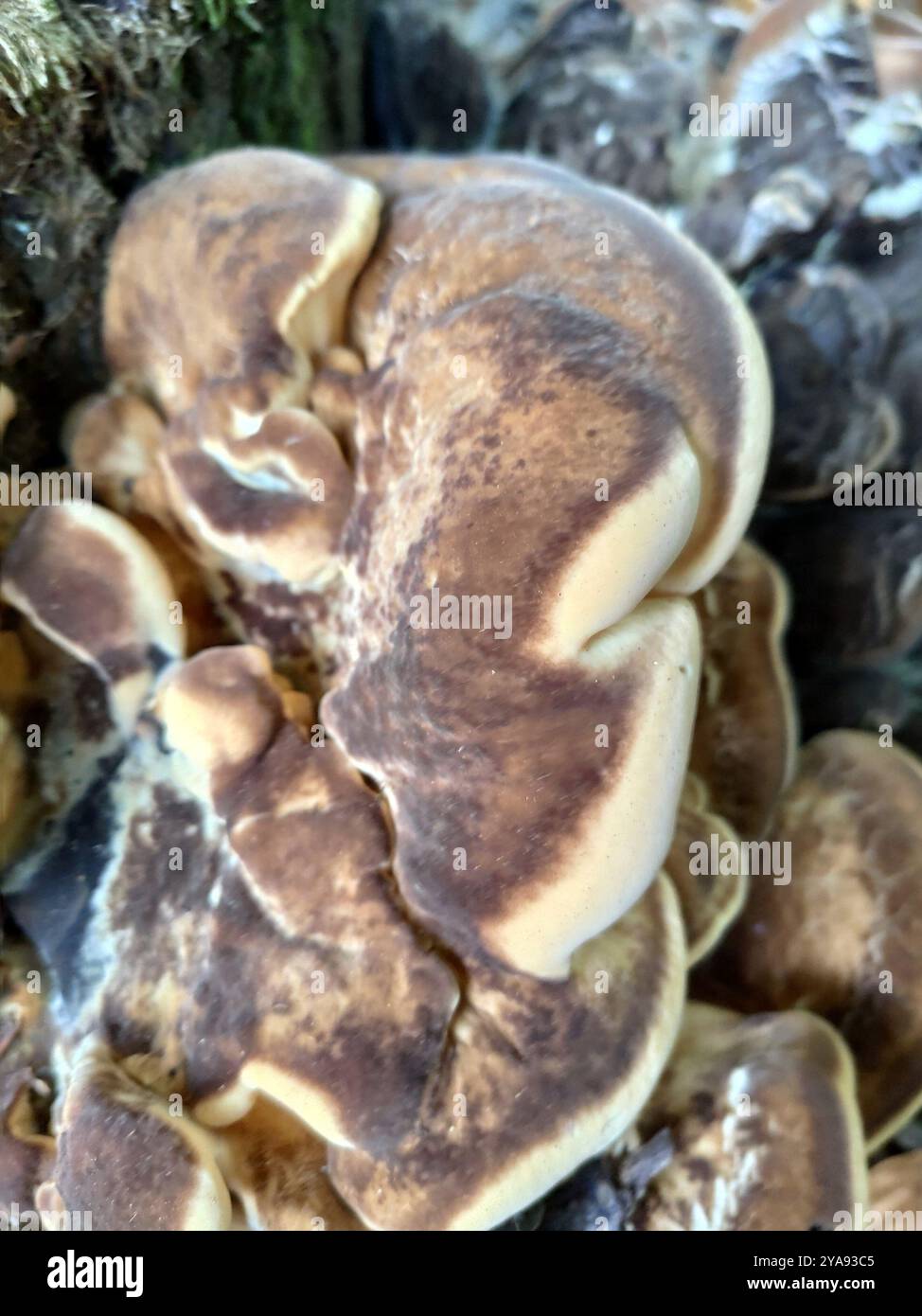 Giant Polycore Giant Polypore (Meripilus giganteus) Fungi Stock Photo - Alamy