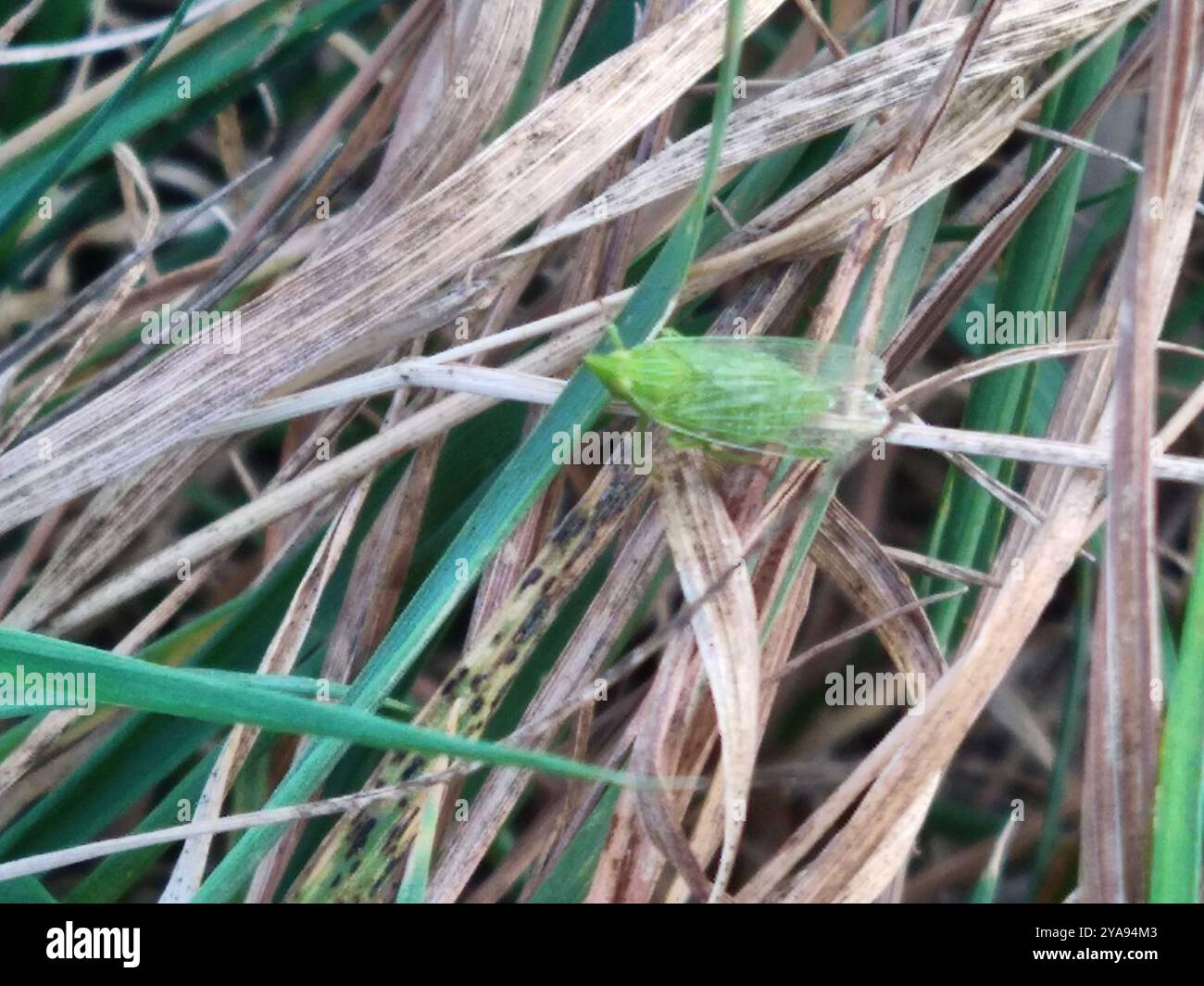 European lantern fly (Dictyophara europaea) Insecta Stock Photo - Alamy