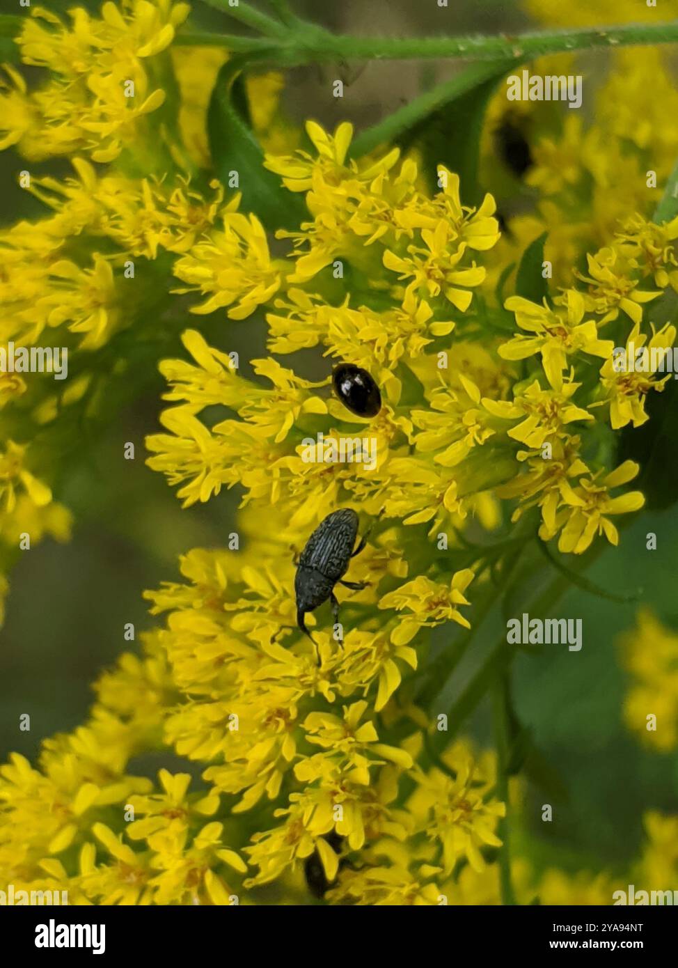 Shining Flower Beetles – Garden wildlife identifier: beetles – LAUQA