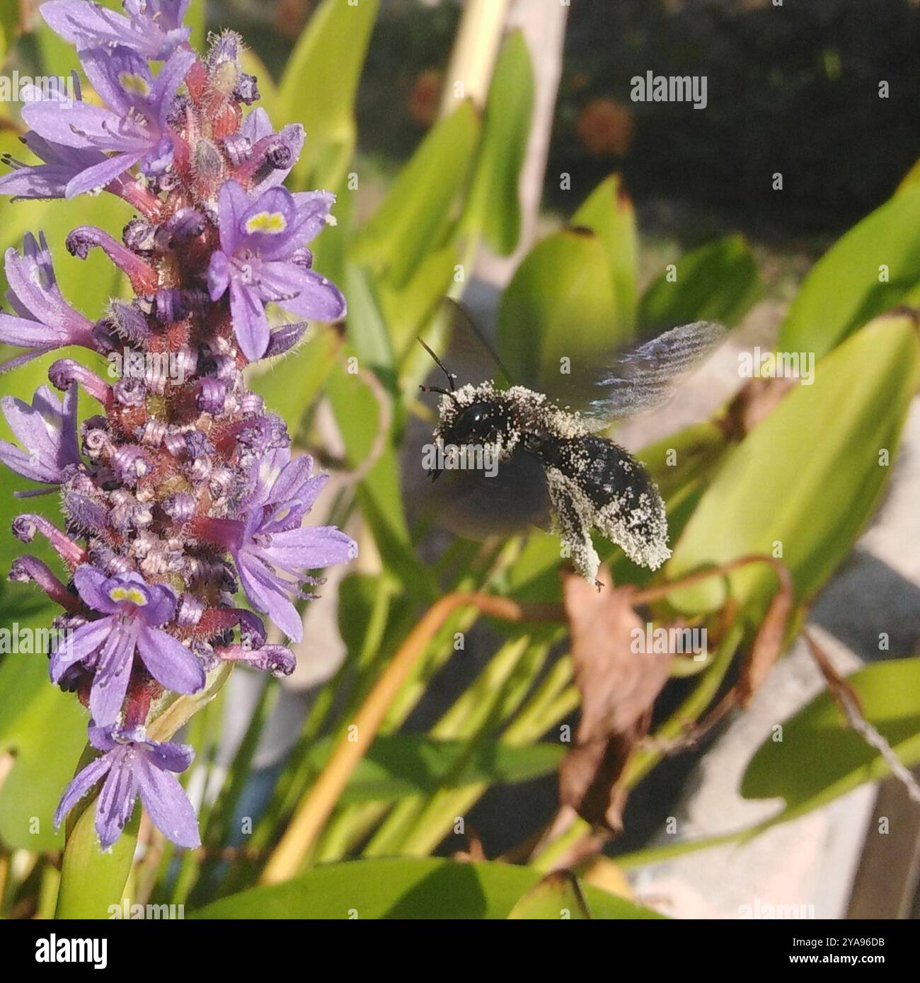 Violet Insect Violet Carpenter Bee (Xylocopa violacea) Insecta Stock Photo - Alamy
