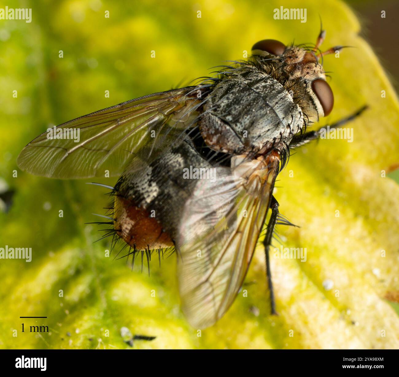 Tachinid Flies (Tachinidae) Insecta Stock Photo - Alamy