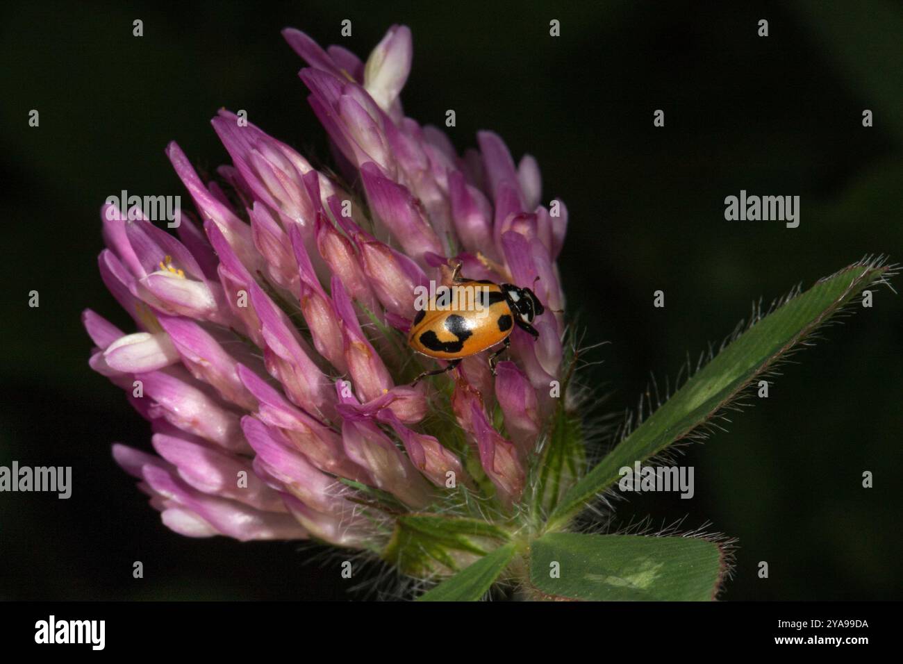 Parenthesis Lady Beetle (Hippodamia parenthesis) Insecta Stock Photo ...