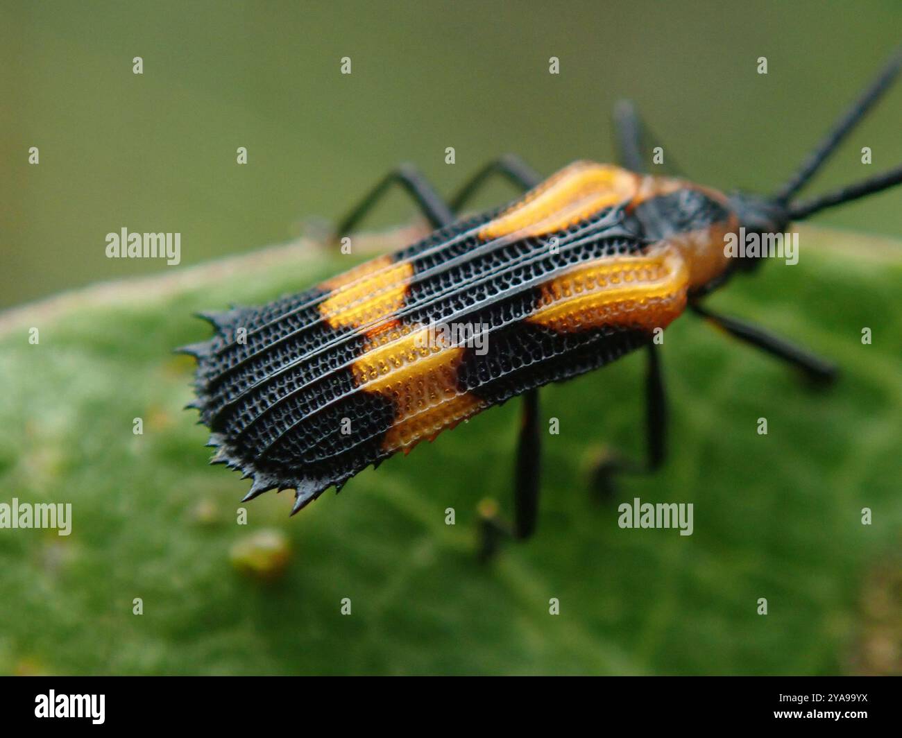 Anchora hi-res stock photography and images - Alamy