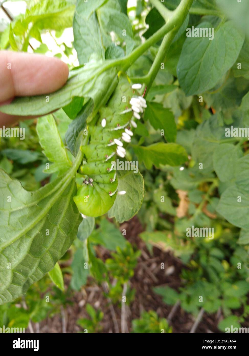 Hornworm Parasitoid Wasp (Cotesia congregata) Insecta Stock Photo - Alamy