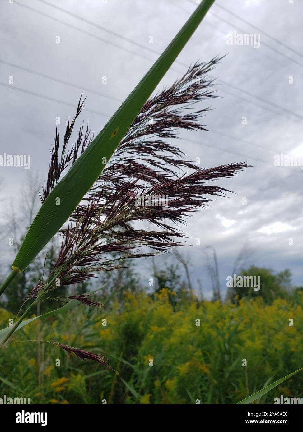 European reed (Phragmites australis australis) Plantae Stock Photo - Alamy