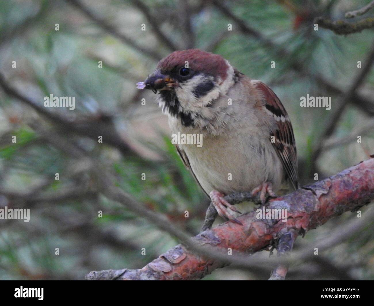 Eurasian Tree Sparrow (Passer montanus) Aves Stock Photo - Alamy