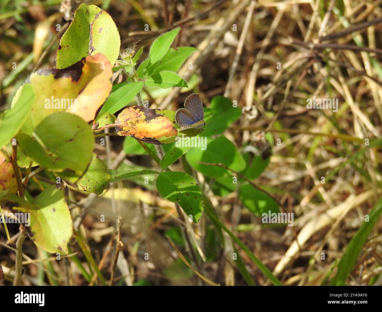 Eastern Tailed-Blue (Cupido comyntas) Insecta Stock Photo - Alamy