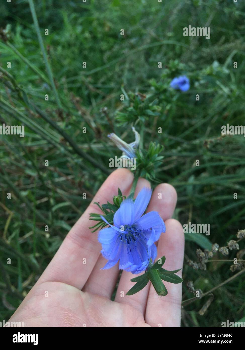 chicory (Cichorium intybus) Plantae Stock Photo - Alamy