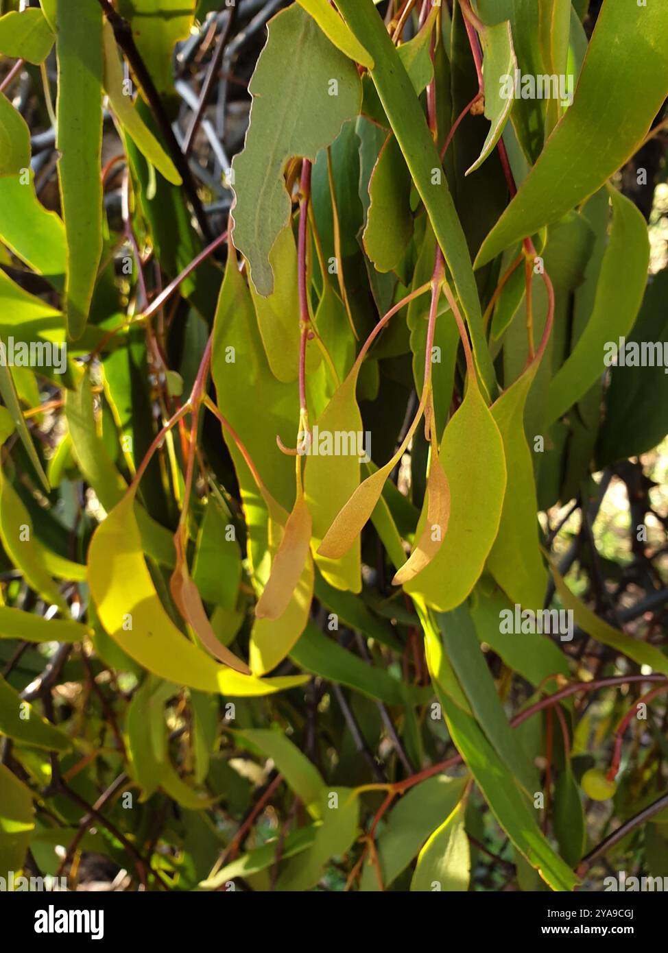 Amyema miquelii hi-res stock photography and images - Alamy