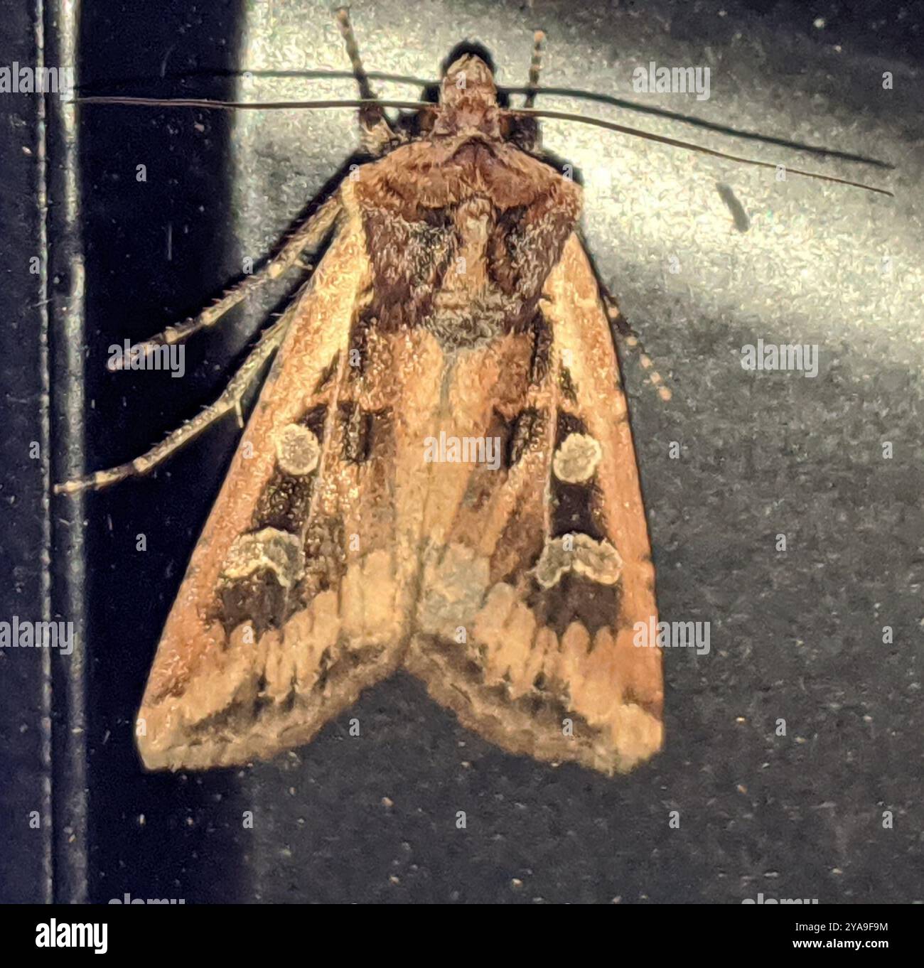 Red-backed Cutworm Moth (Euxoa ochrogaster) Insecta Stock Photo - Alamy