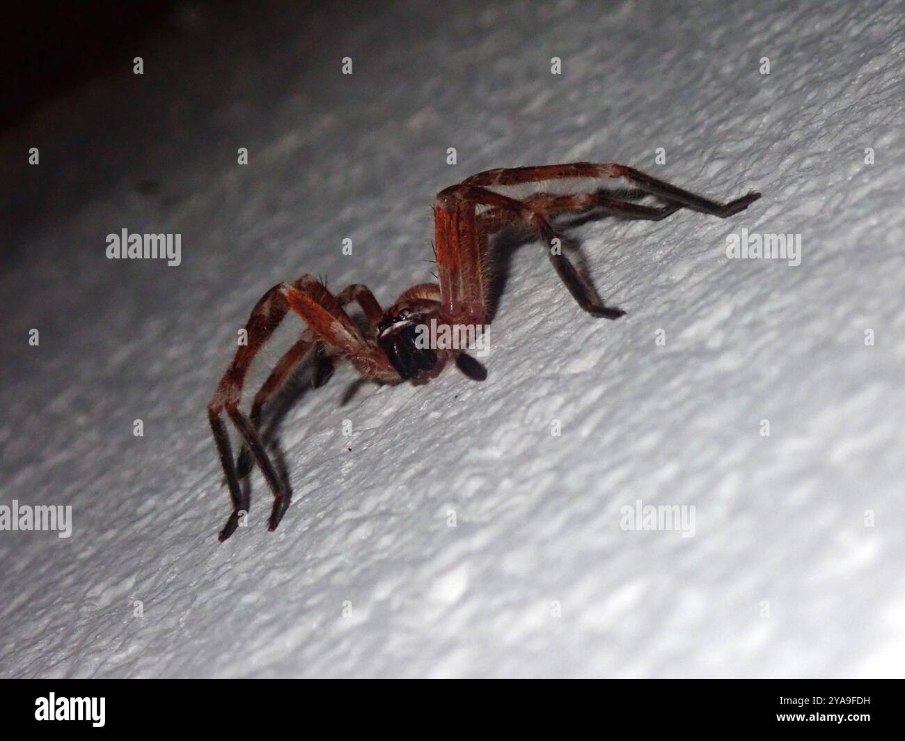 Huntsman Spiders (Sparassidae) Arachnida Stock Photo - Alamy