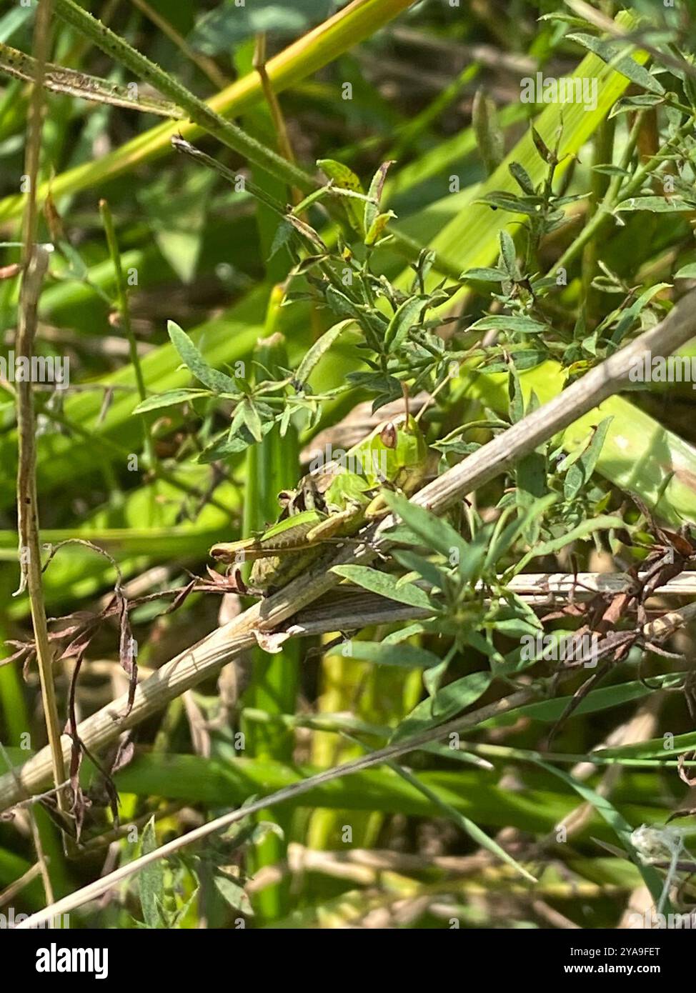 Meadow Grasshopper (Pseudochorthippus parallelus) Insecta Stock Photo ...