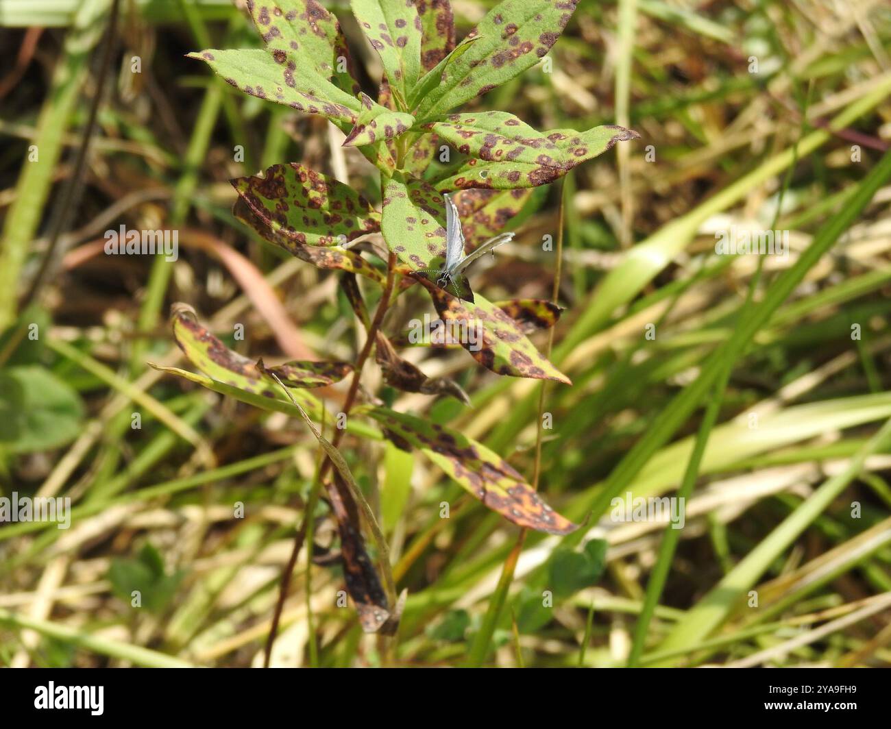 Eastern Tailed-Blue (Cupido comyntas) Insecta Stock Photo - Alamy