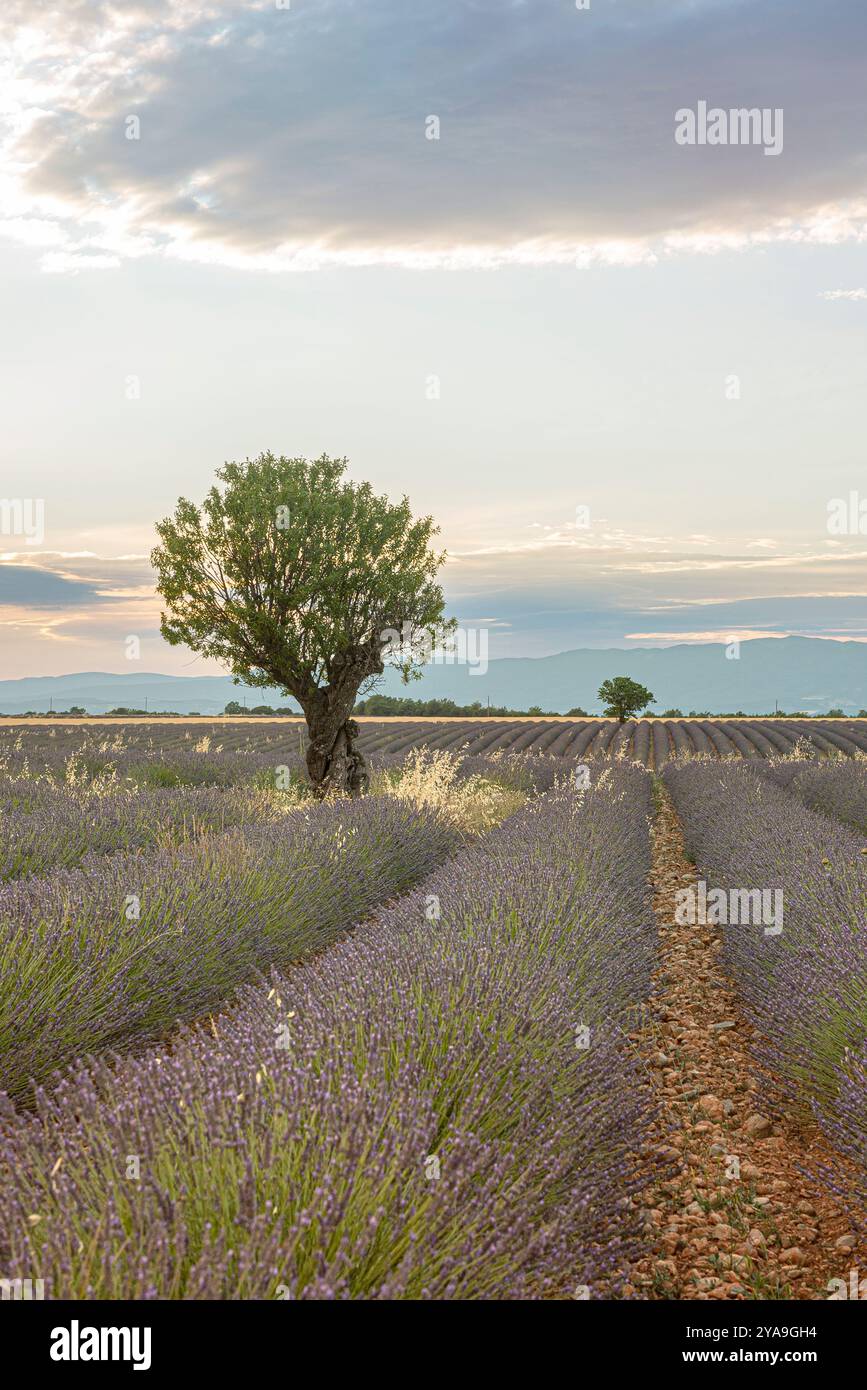 Field of endless rows of fragrant purple lavender blooms during summer ...