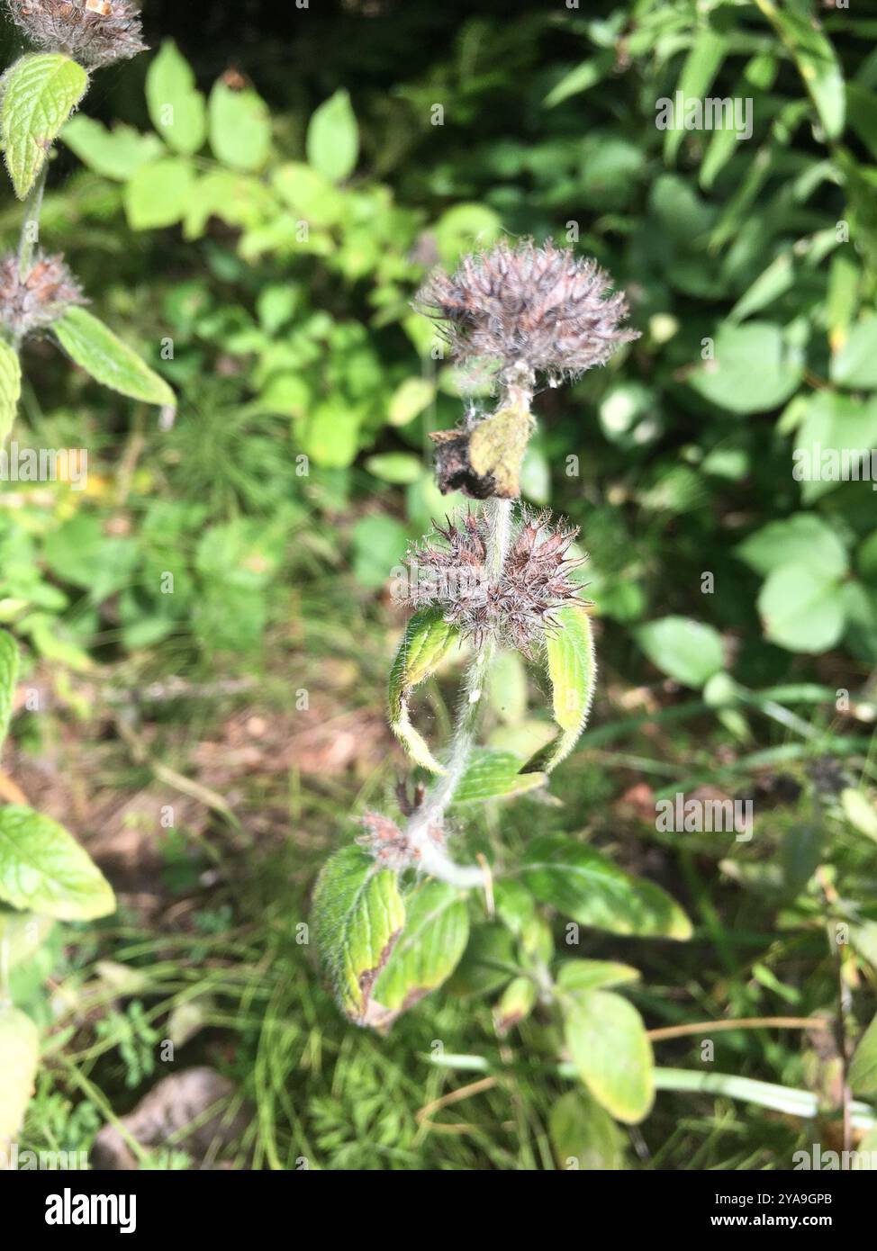 Wild Basil (Clinopodium vulgare) Plantae Stock Photo - Alamy
