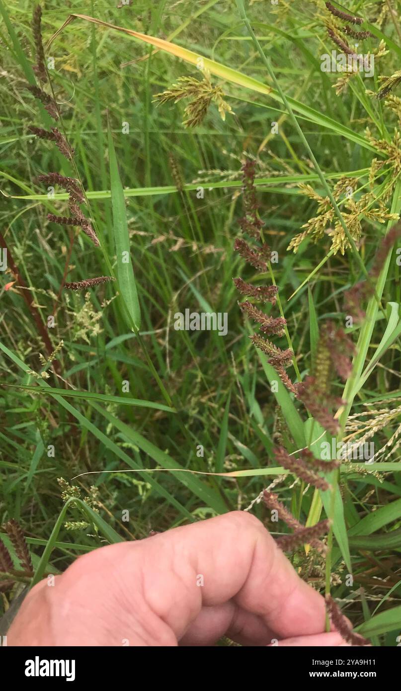 Jungle Rice (Echinochloa colonum) Plantae Stock Photo - Alamy