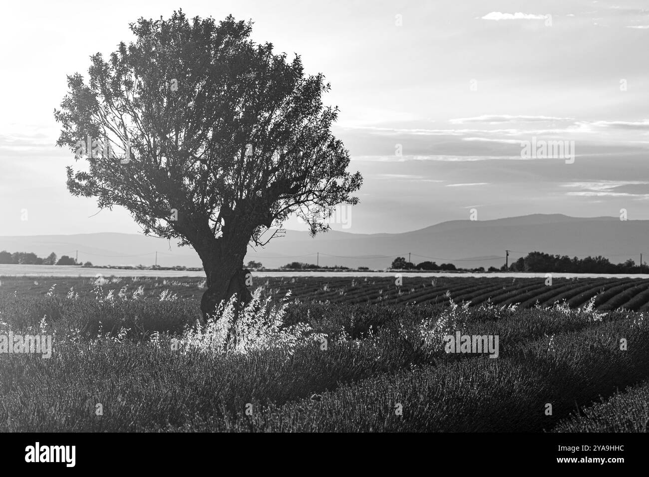 Field of endless rows of fragrant lavender blooms during summer near Valensole in the south of France, Europe in black and white b/w Stock Photo