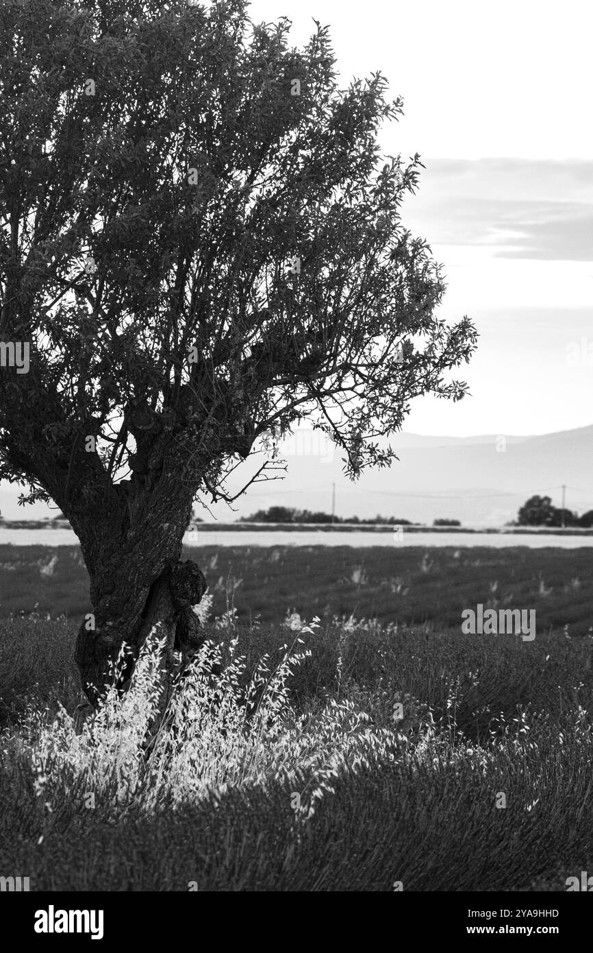 Field of endless rows of fragrant lavender blooms during summer near Valensole in the south of France, Europe in black and white b/w Stock Photo