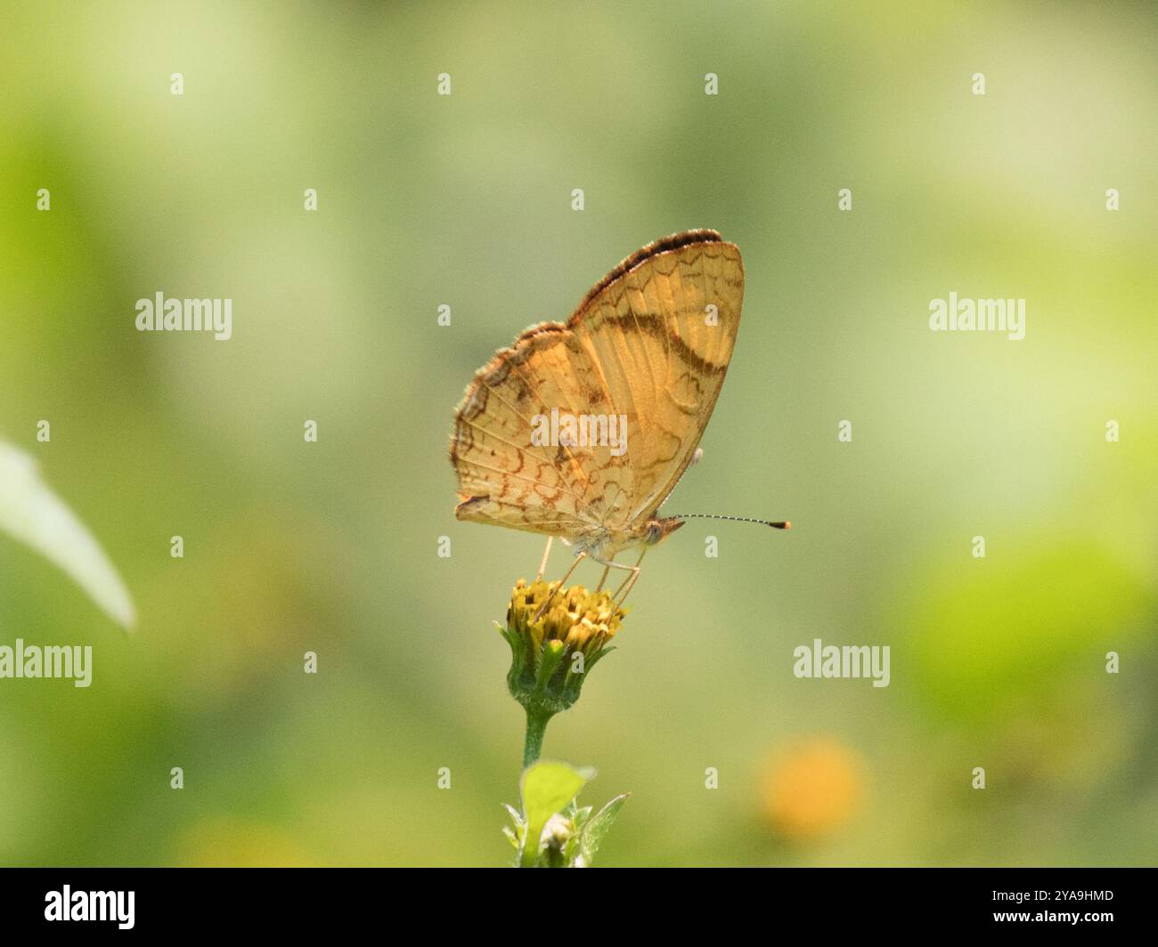 Neotropical Crescents (Tegosa) Insecta Stock Photo - Alamy