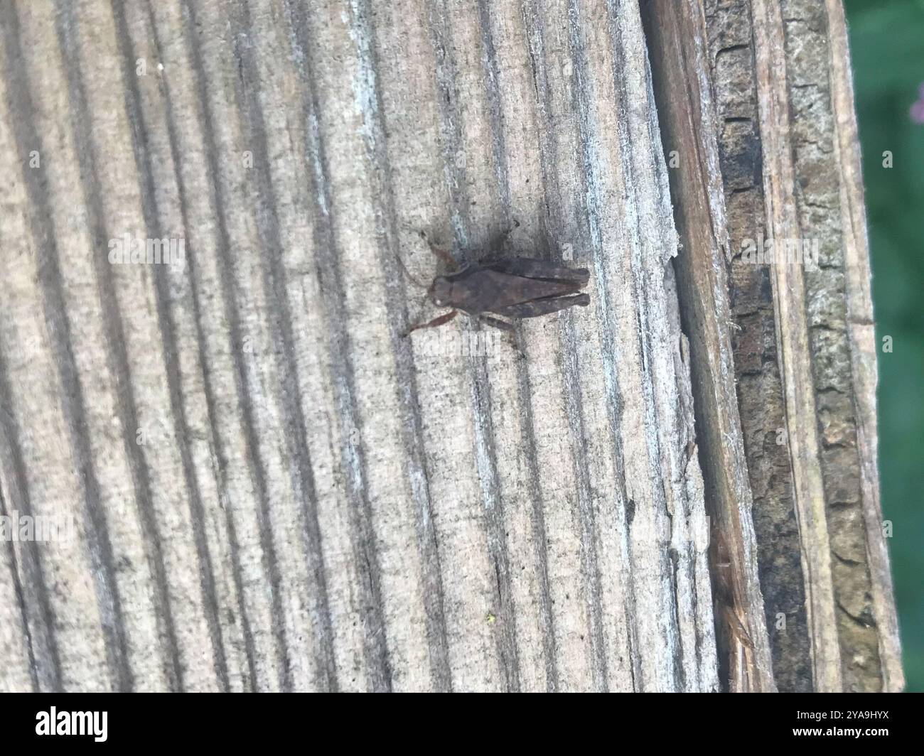 Black-sided Pygmy Grasshopper (Tettigidea lateralis) Insecta Stock ...