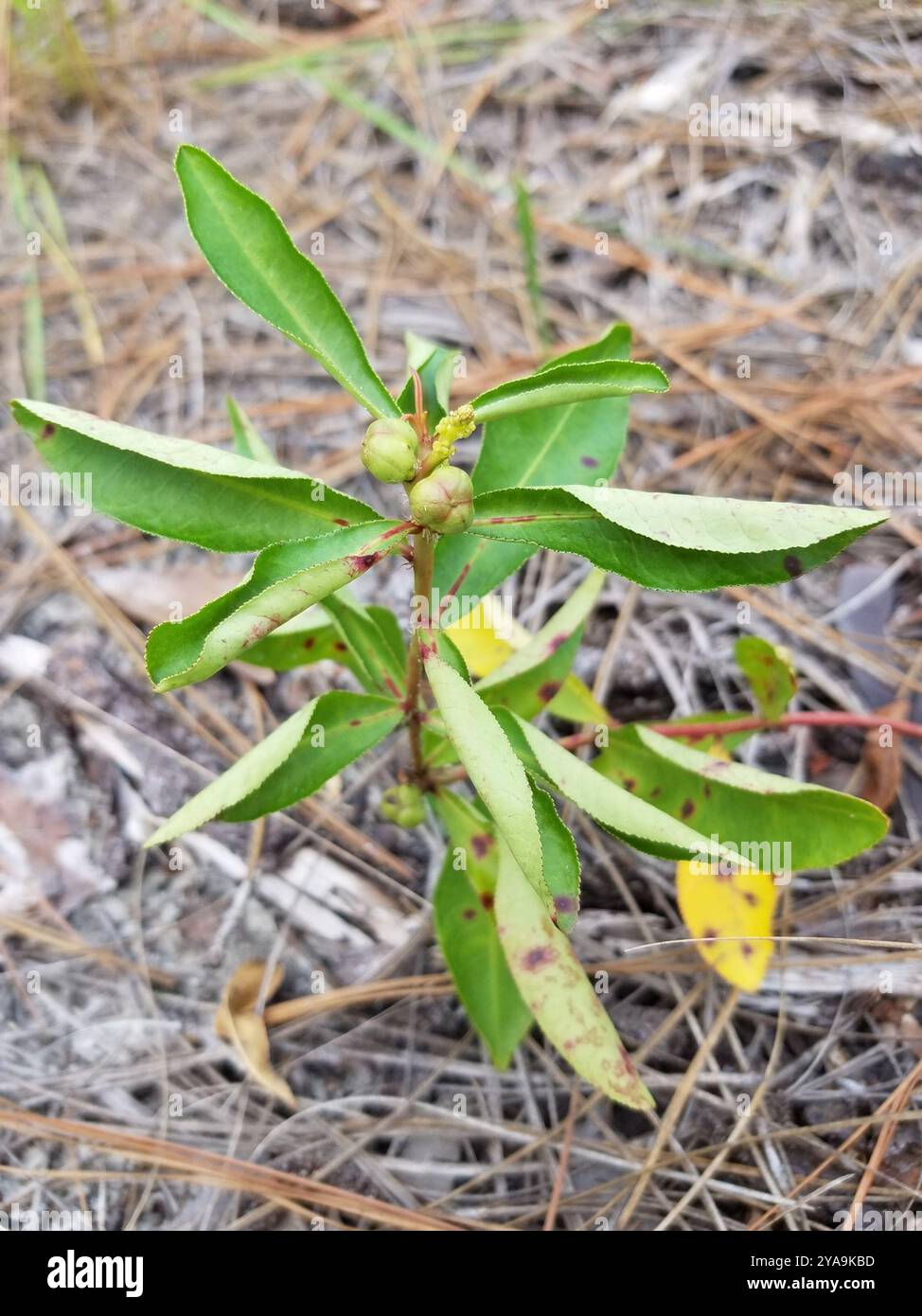 Queen's Delight (Stillingia sylvatica) Plantae Stock Photo - Alamy