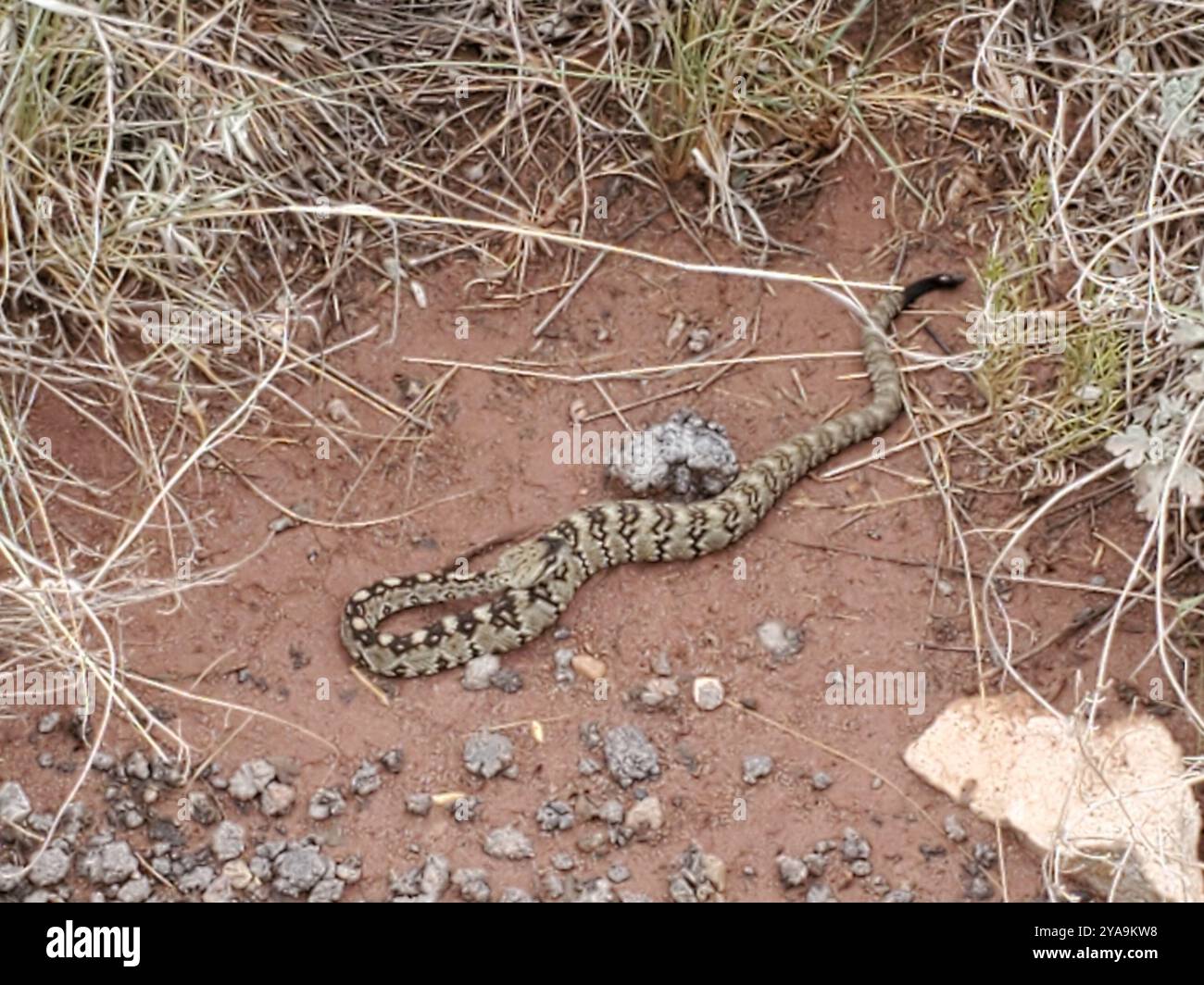 Eastern Black-tailed Rattlesnake (Crotalus ornatus) Reptilia Stock ...