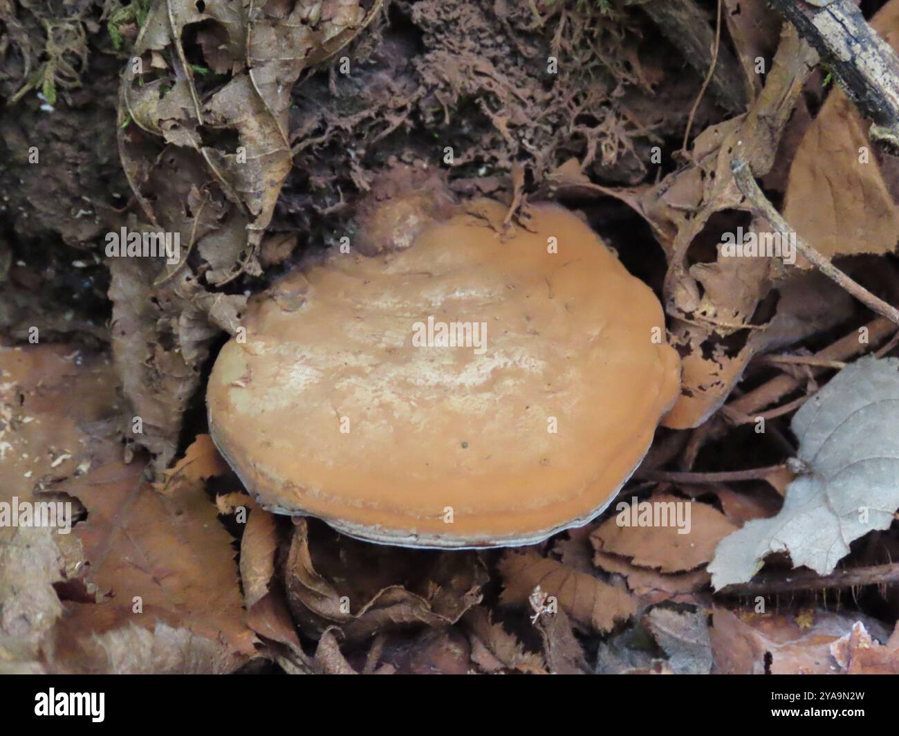 artist's bracket (Ganoderma applanatum) Fungi Stock Photo - Alamy