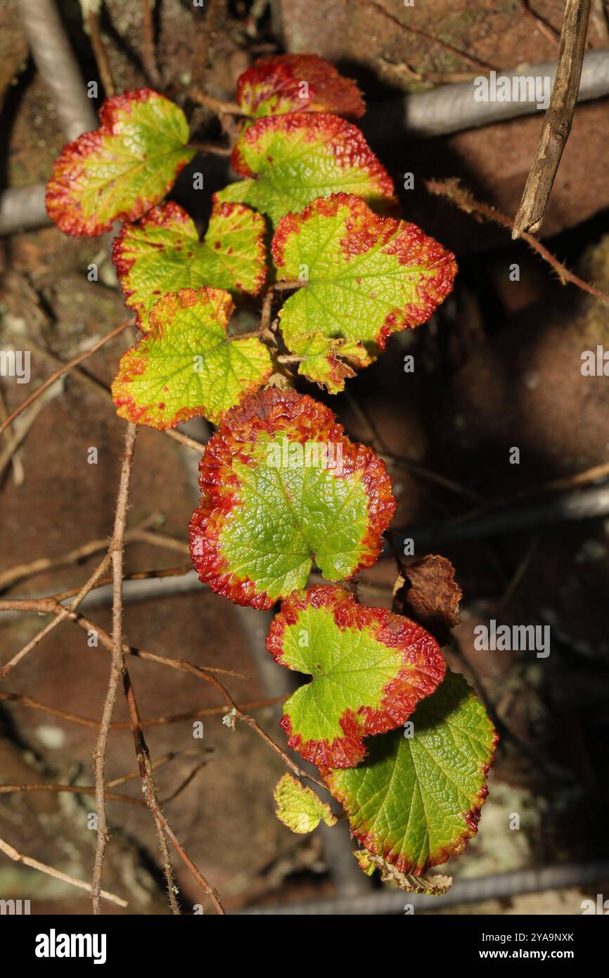 Chinese Bramble (Rubus tricolor) Plantae Stock Photo - Alamy