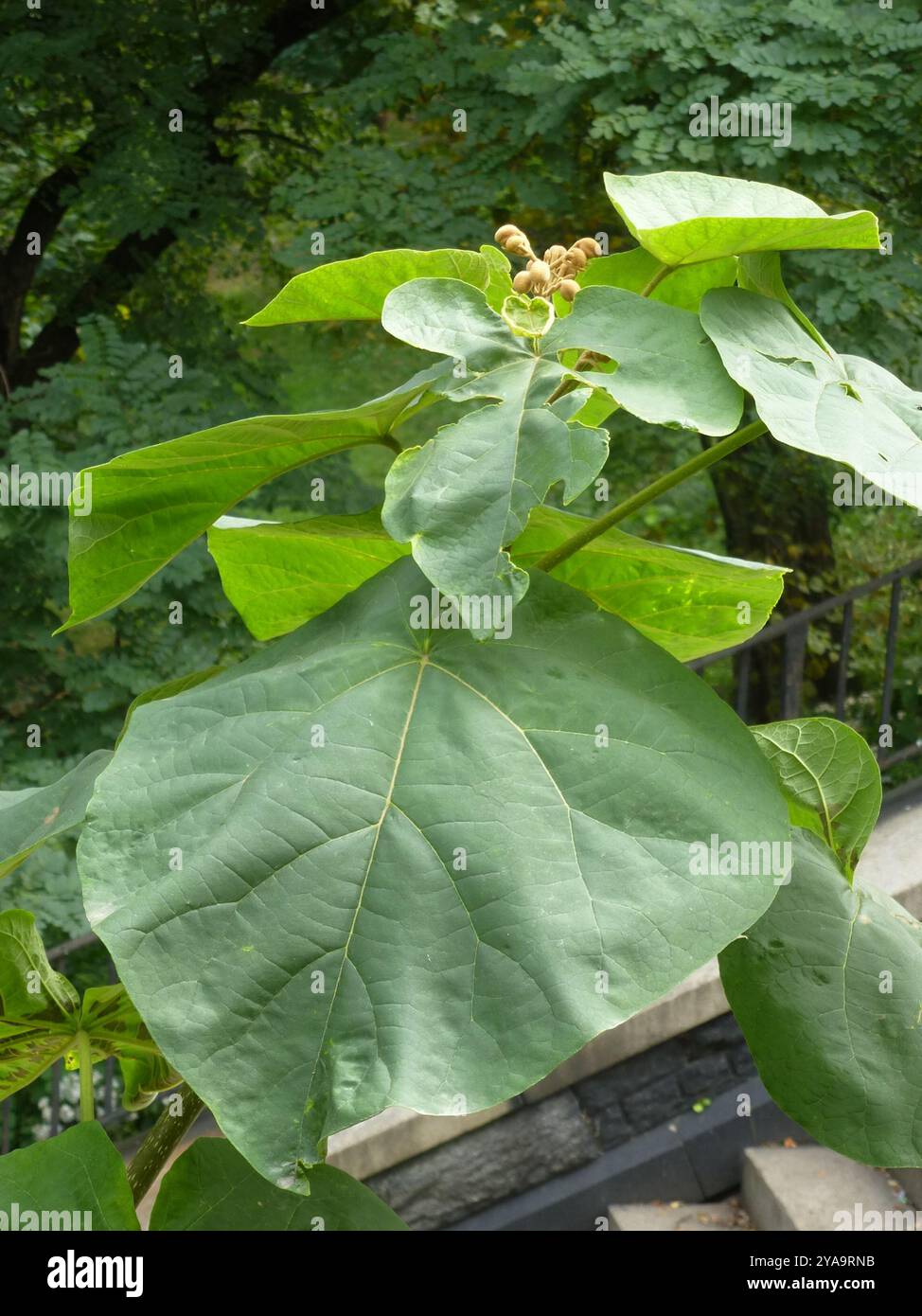 The Princess Tree princess tree (Paulownia tomentosa) Plantae Stock Photo - Alamy