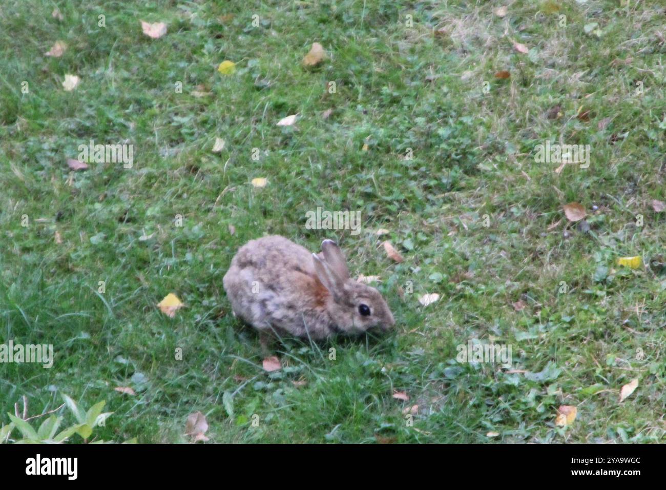 Superclass Rabbit Classification European Rabbit (Oryctolagus cuniculus) Mammalia Stock Photo - Alamy