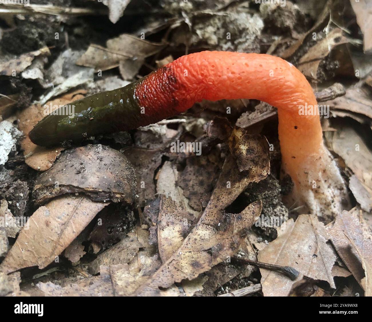 Mutinus elegans hi-res stock photography and images - Alamy