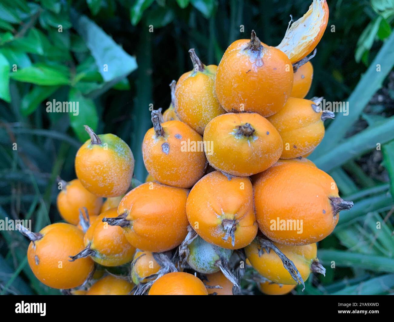 piñuela (Bromelia pinguin) Plantae Stock Photo - Alamy
