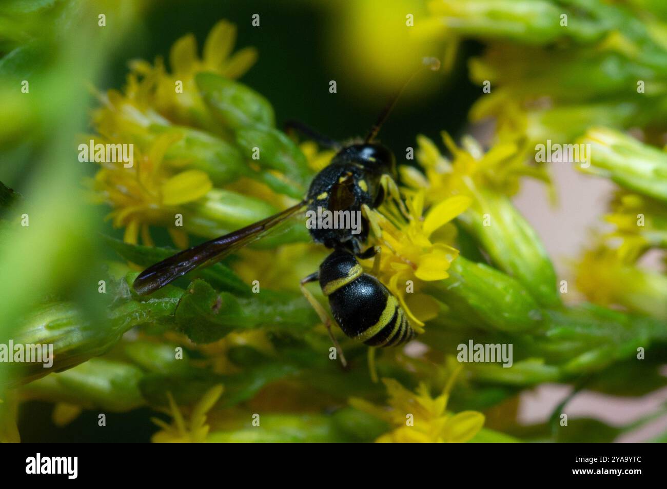 Bramble Mason Wasp (Ancistrocerus adiabatus) Insecta Stock Photo - Alamy