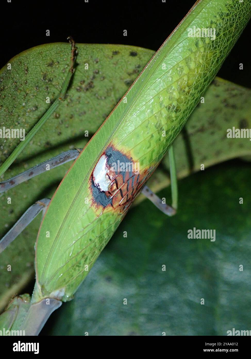 (Stagmatoptera) Insecta Stock Photo