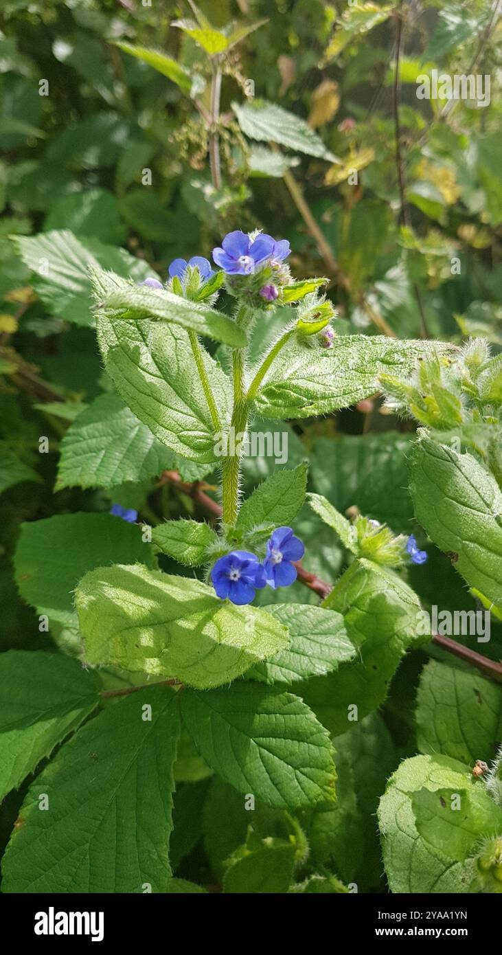 Green Alkanet (Pentaglottis sempervirens) Plantae Stock Photo - Alamy
